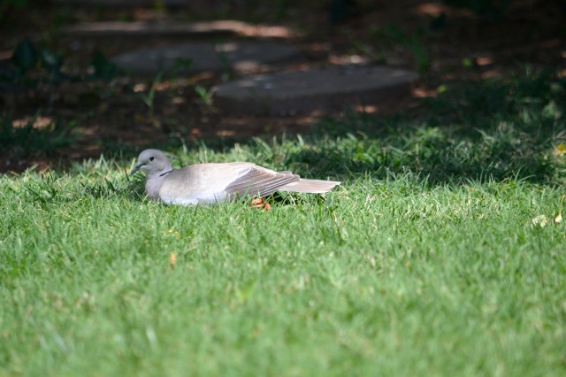 april 27, birthday to OKC 024