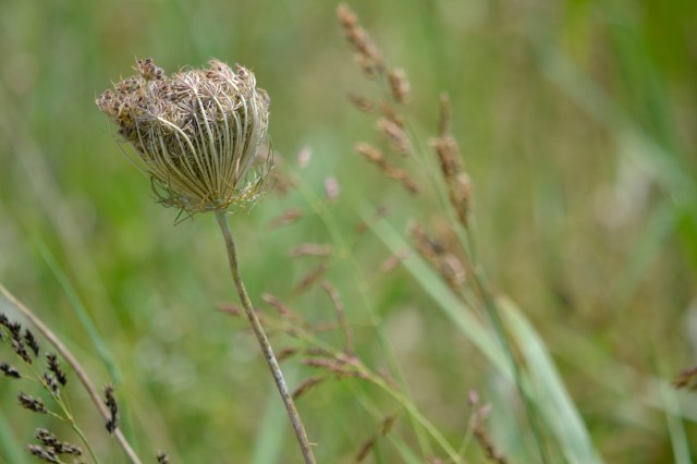flowers in pots and geese on the lake 010