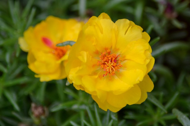 June 2012, flowers and geese 006