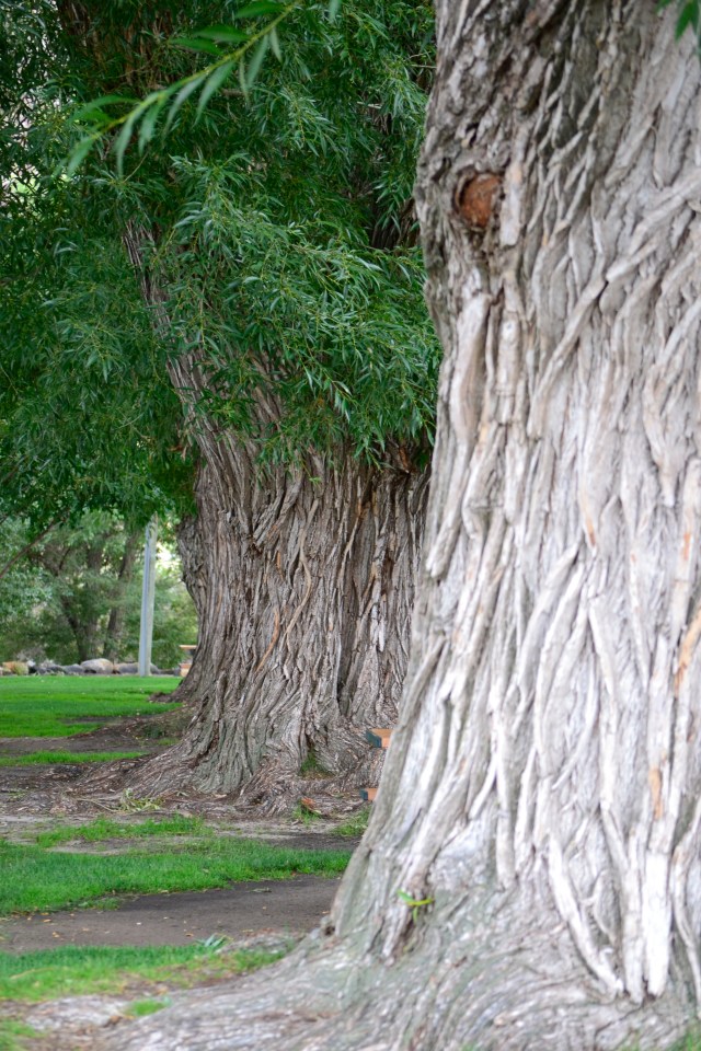 drive thru the pass 004