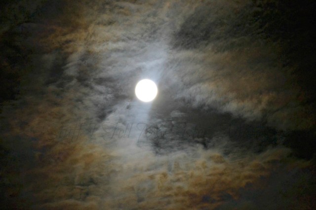nite moon1