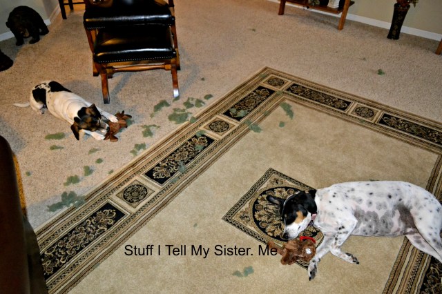 I think I got it all out! Time for a nap ~