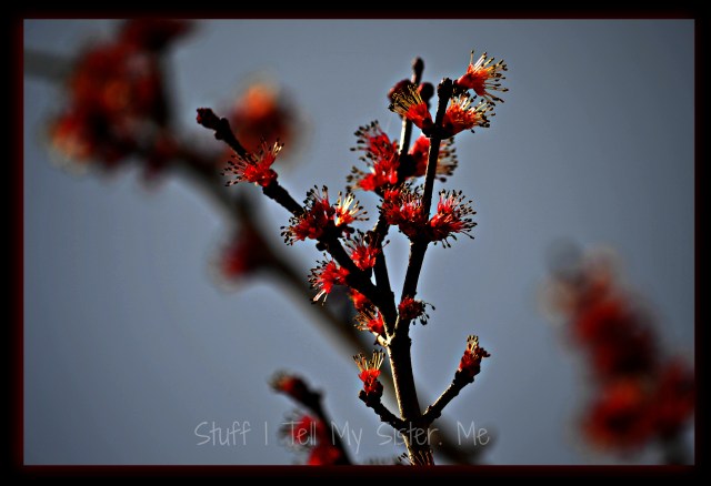 Our red maple buds~