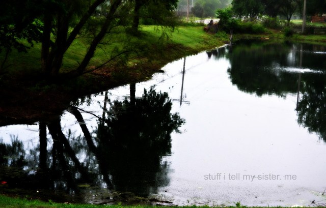 spider webs, indian blankets 3