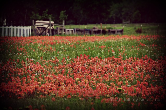 spider webs, indian blankets 4