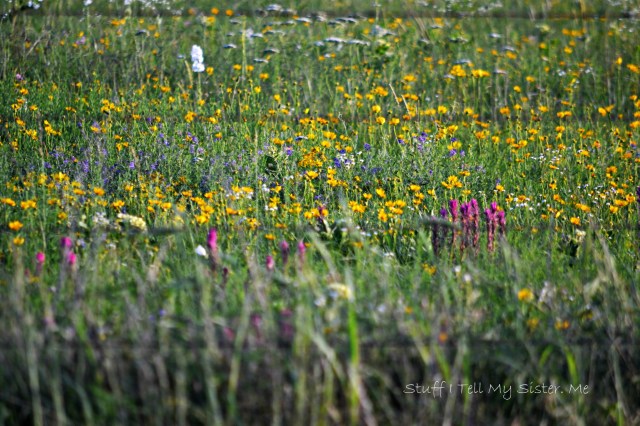 Through the barbed wire ~