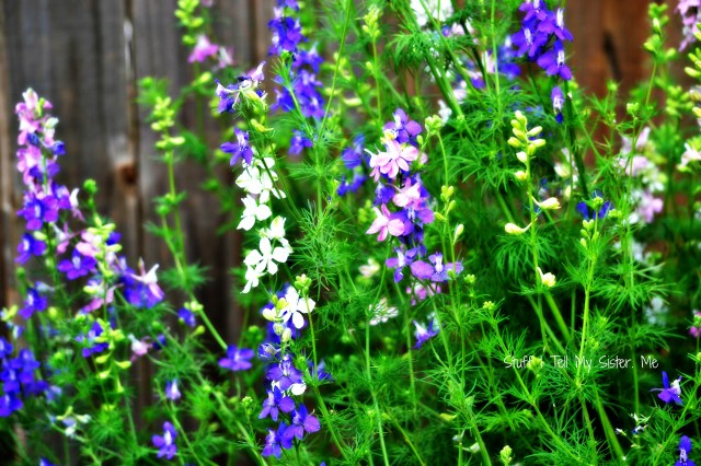 welcome june flowers