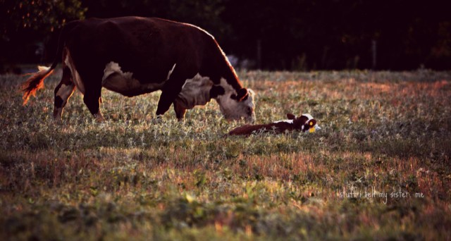 cows and sunset July 023