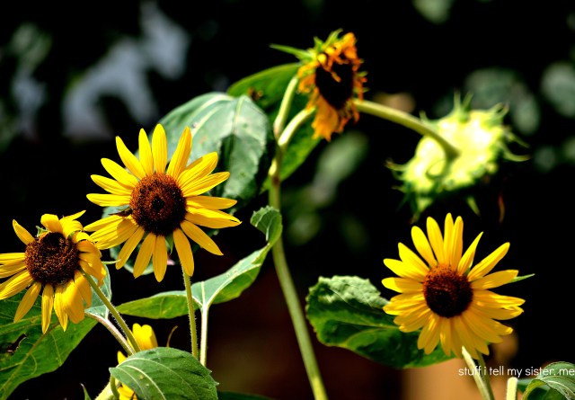 “The Amen of nature is always a flower.”   Oliver Wendell Holmes   