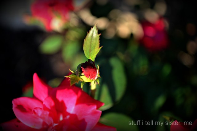 For Sweet Rosalie ♥