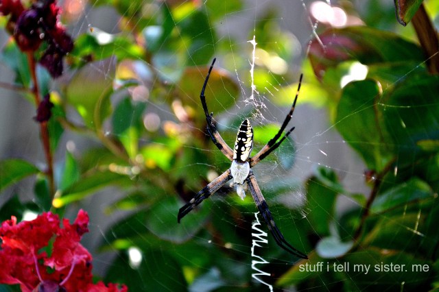 Hidden in one of the crepes ~