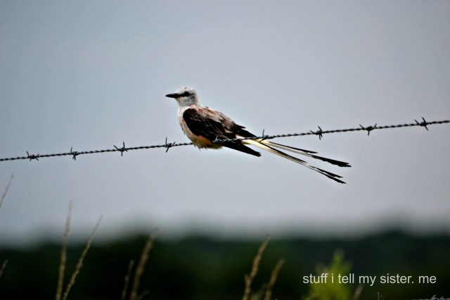 scissortail2