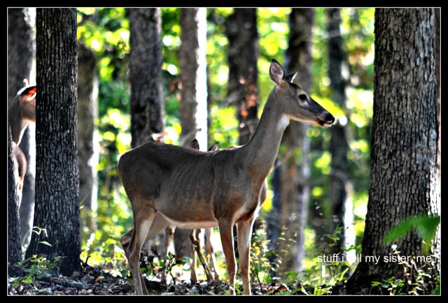 fall vacation fawn 5