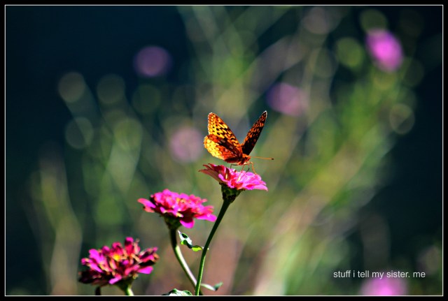fall vacation flowers butterfly