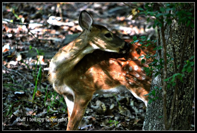 fall vacation flowers fawn