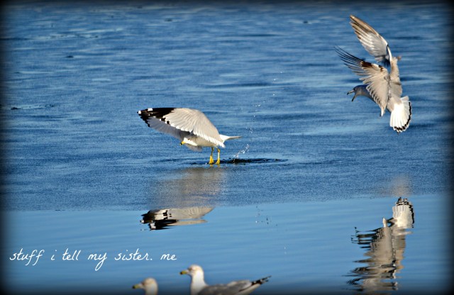 Sunday photos ~ warm Jan 049