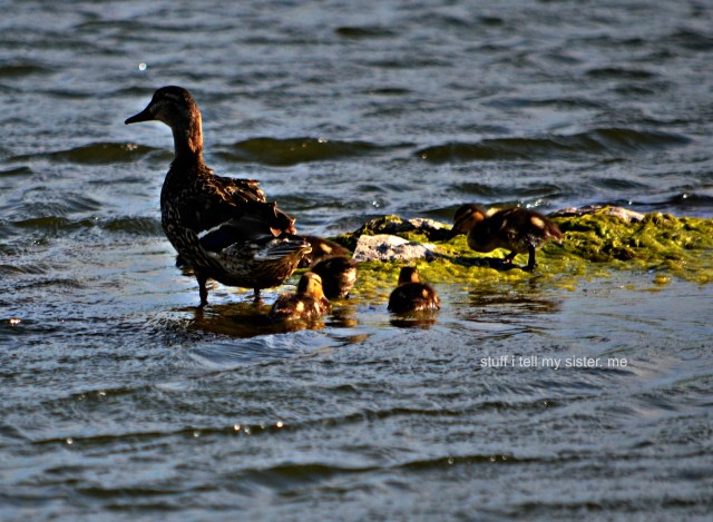 ducks geese 017