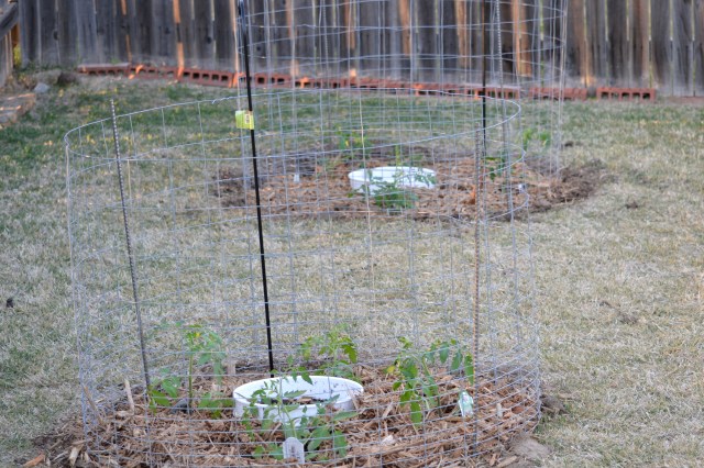 tomatoes, moore, talequah 002