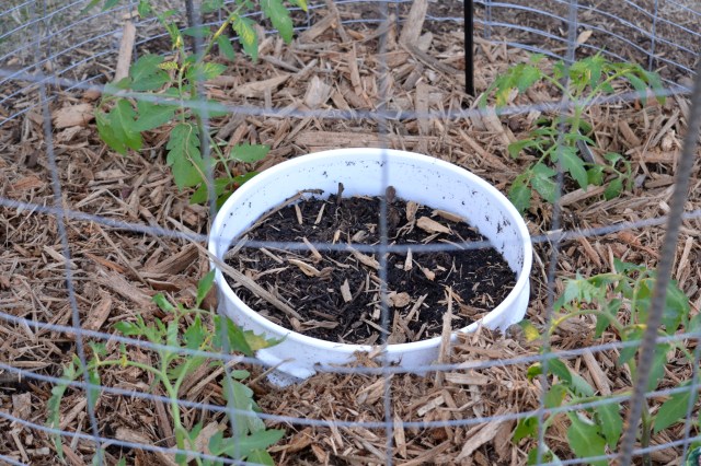 tomatoes, moore, talequah 003