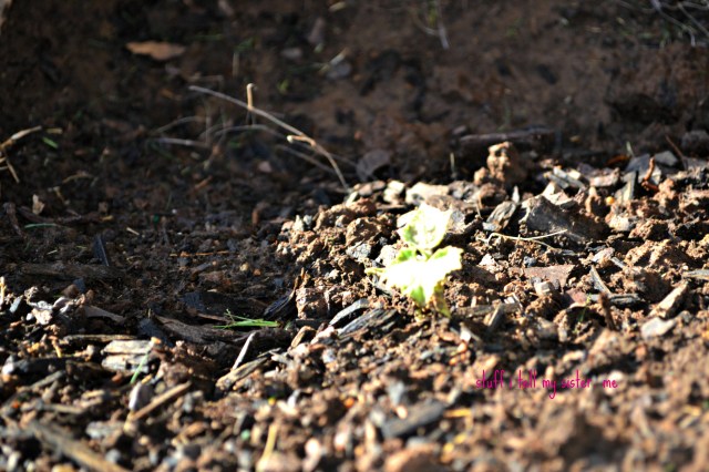 new tomatoes 006 cuc