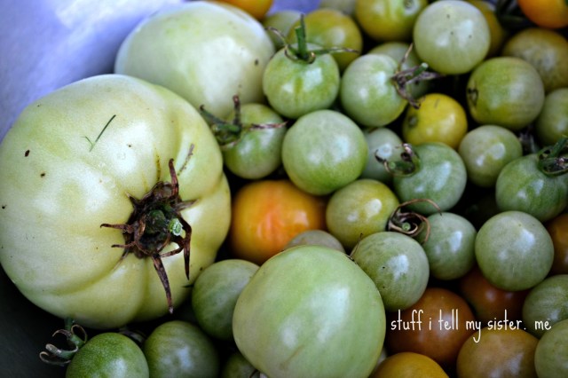 new tomatoes 008 maters