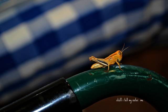 osu market june grasshopper