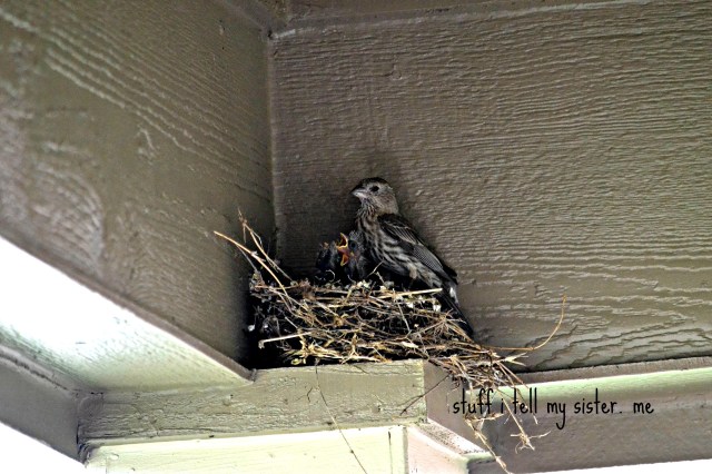 blooms birds mom and babies