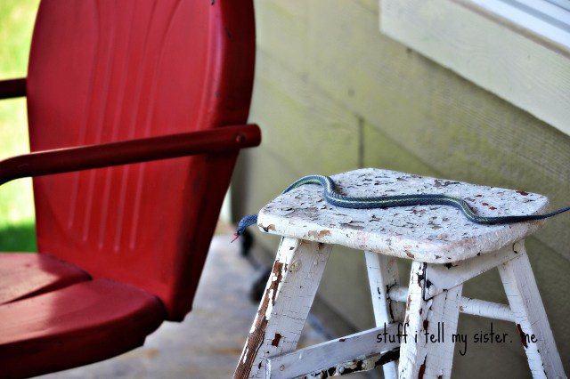 blooms birds road trip snake chair 084