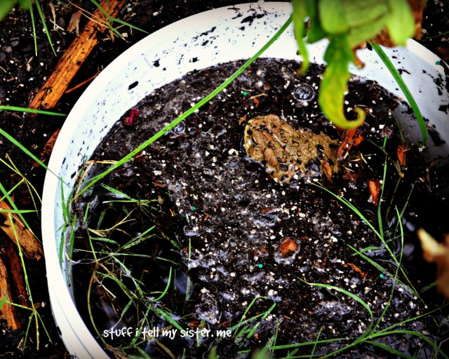 sugar frog edit bucket