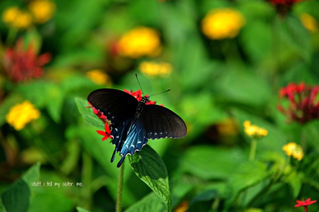 zoo sept 1 015 butterfly