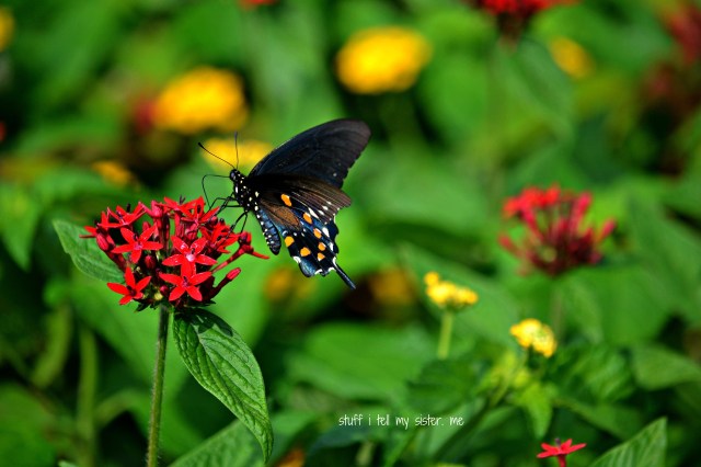 zoo sept 1 016 butterfly with orange