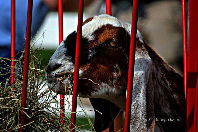zoo sept 1 029 sleepy goat