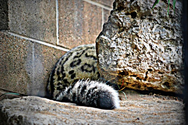 zoo sept 1 041 snow leapord tail