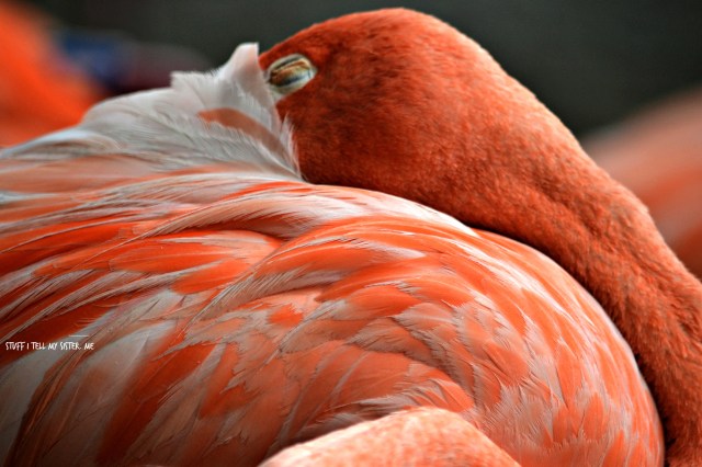 zoo sept 1 057sleeping flam