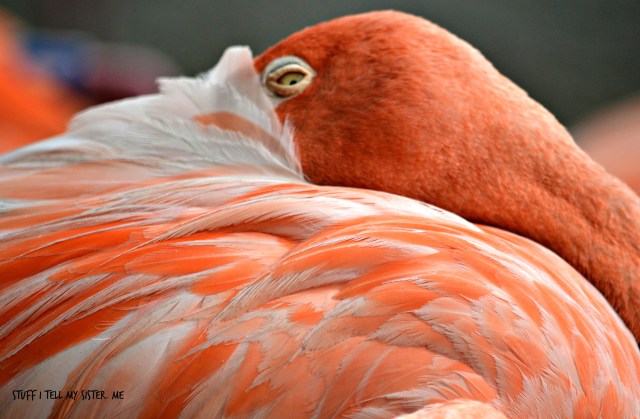 zoo sept 1 058 flamingo awake
