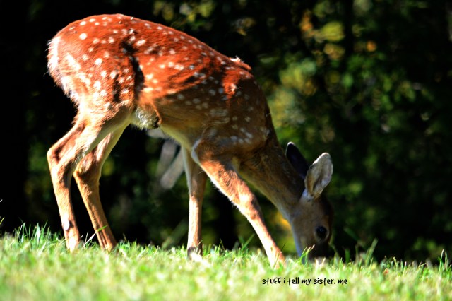 arkansas fawn