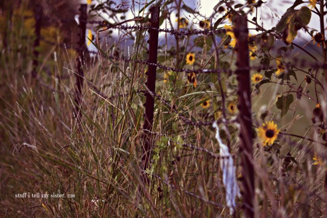 fall yellow weeds