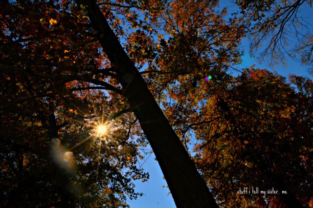 arkansas fall tree from ground