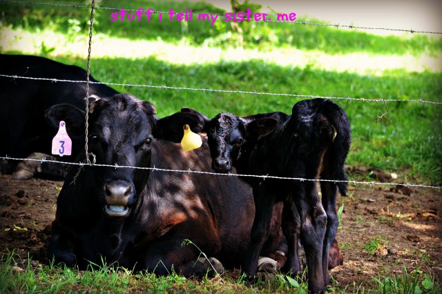 chouteau and birds 006cows